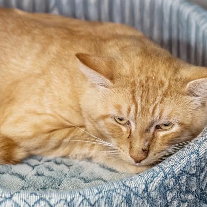 Enlarge Papa, a Adoptable mixed breed in Camano Island, WA image 1/1