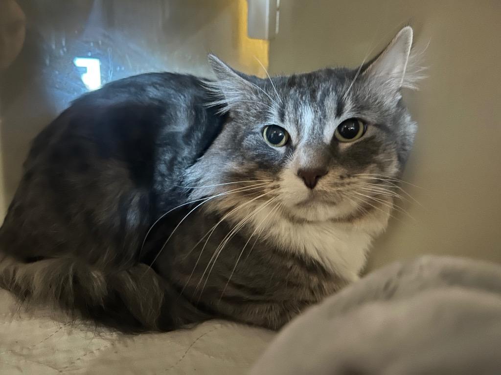 Enlarge BH Betula, a Adoptable mixed breed in Ashland, WI image 1/1