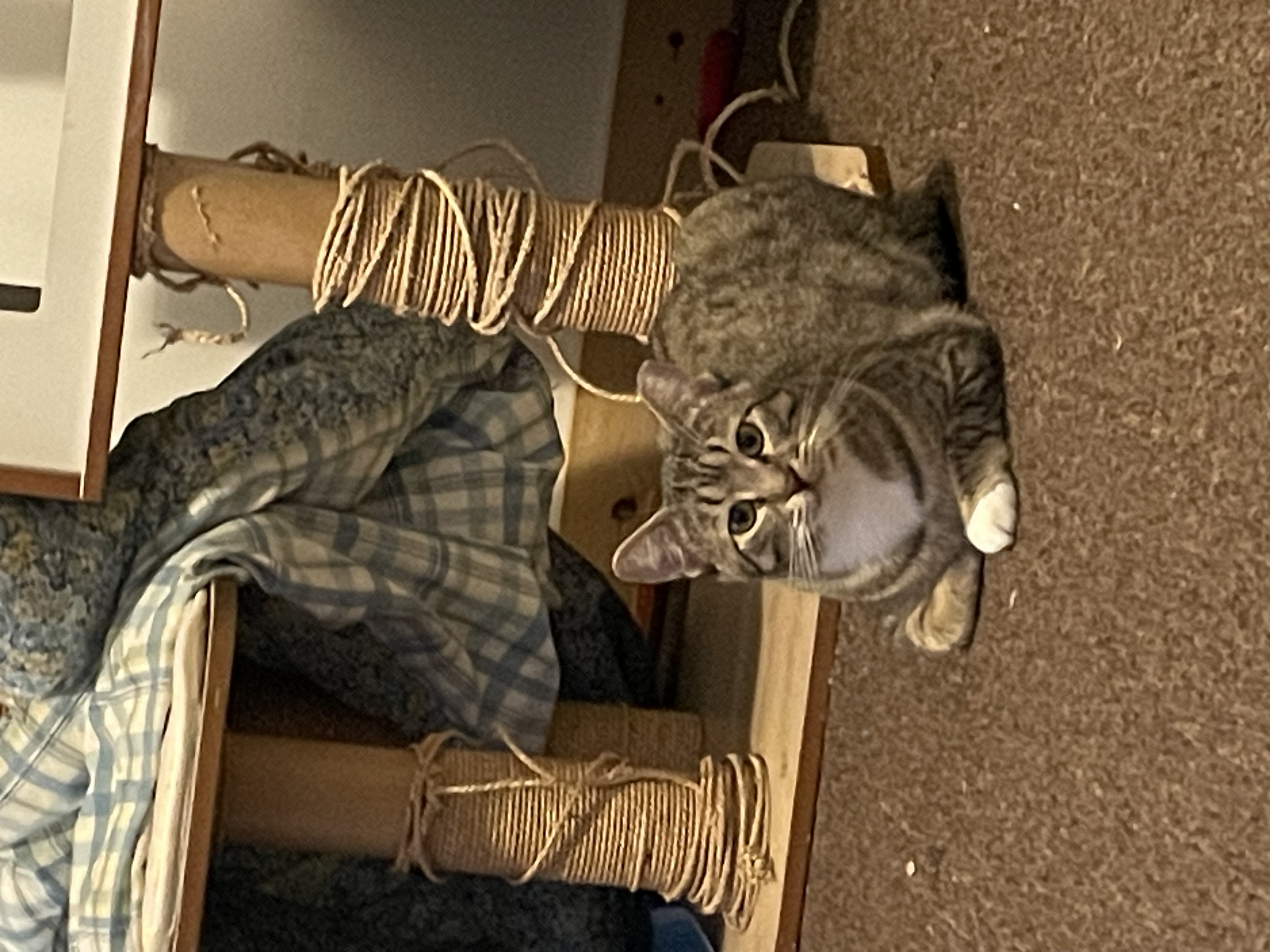 Enlarge Big Boy, a Adoptable Tabby in Tacoma, WA image 1/1