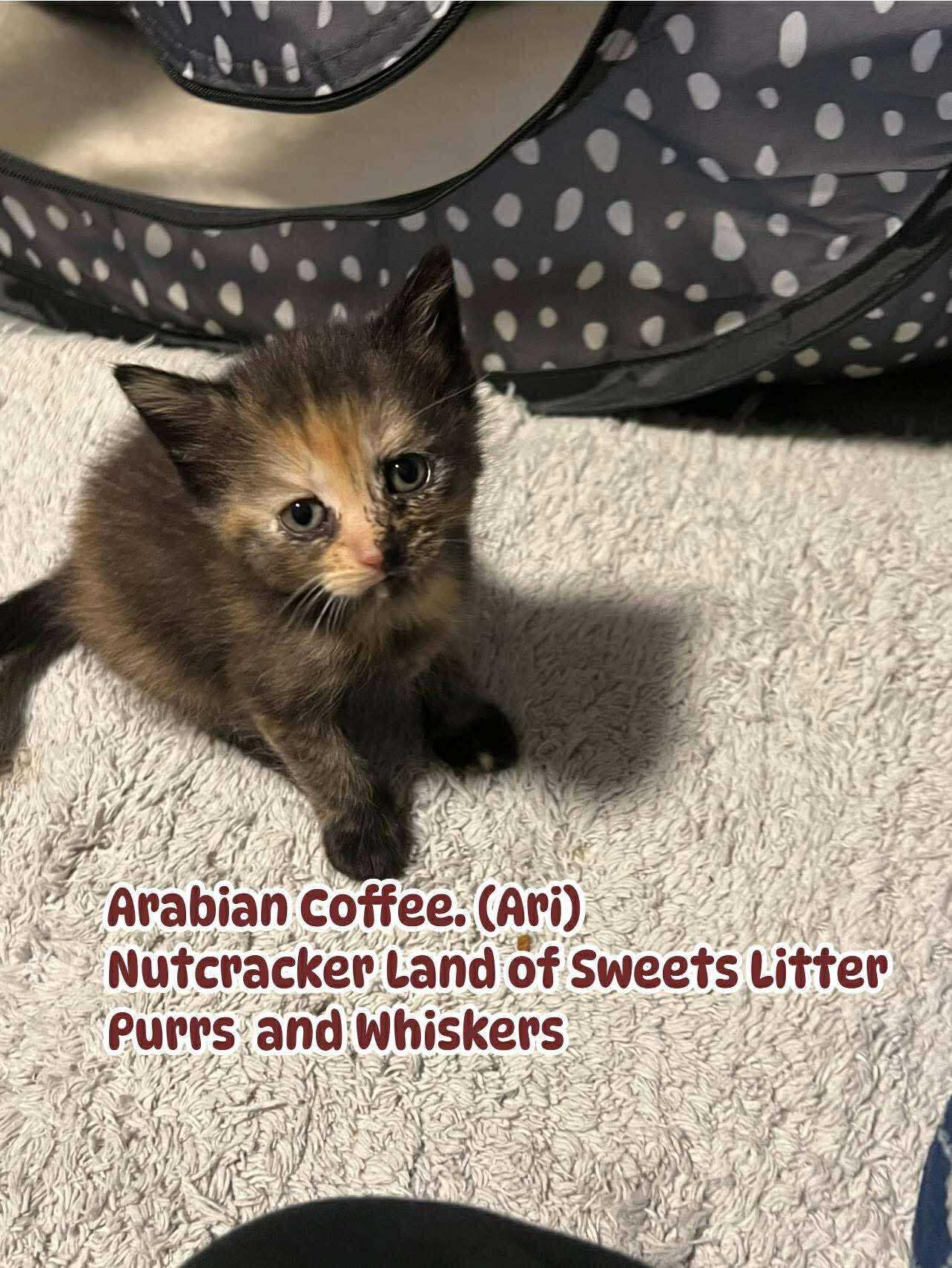 Enlarge Arabian Coffee (Ari), a ADOPTABLE Domestic Short Hair in New Hartford, NY image 1/1