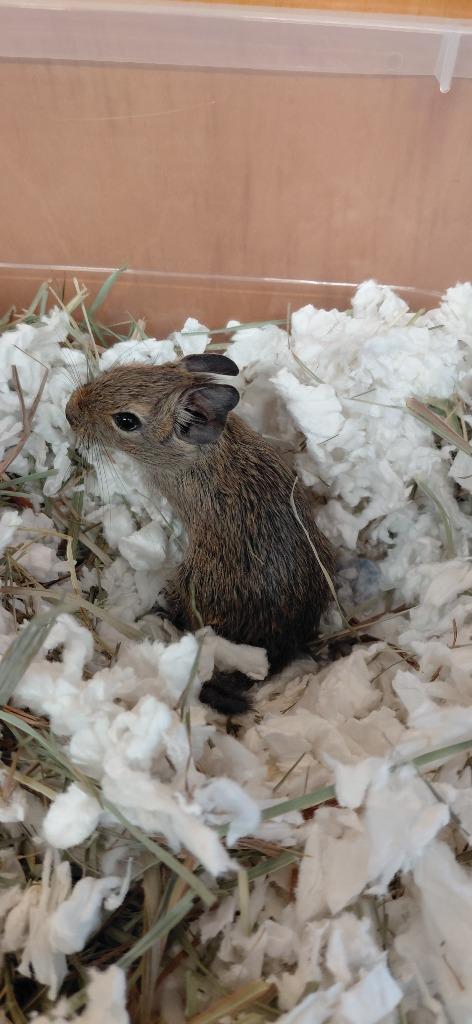 Enlarge Basil, a Adoptable Degu in Cincinnati, OH image 1/1