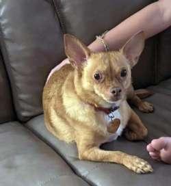 Enlarge Pippin, a Adoptable mixed breed in Sudbury, MA image 2/3