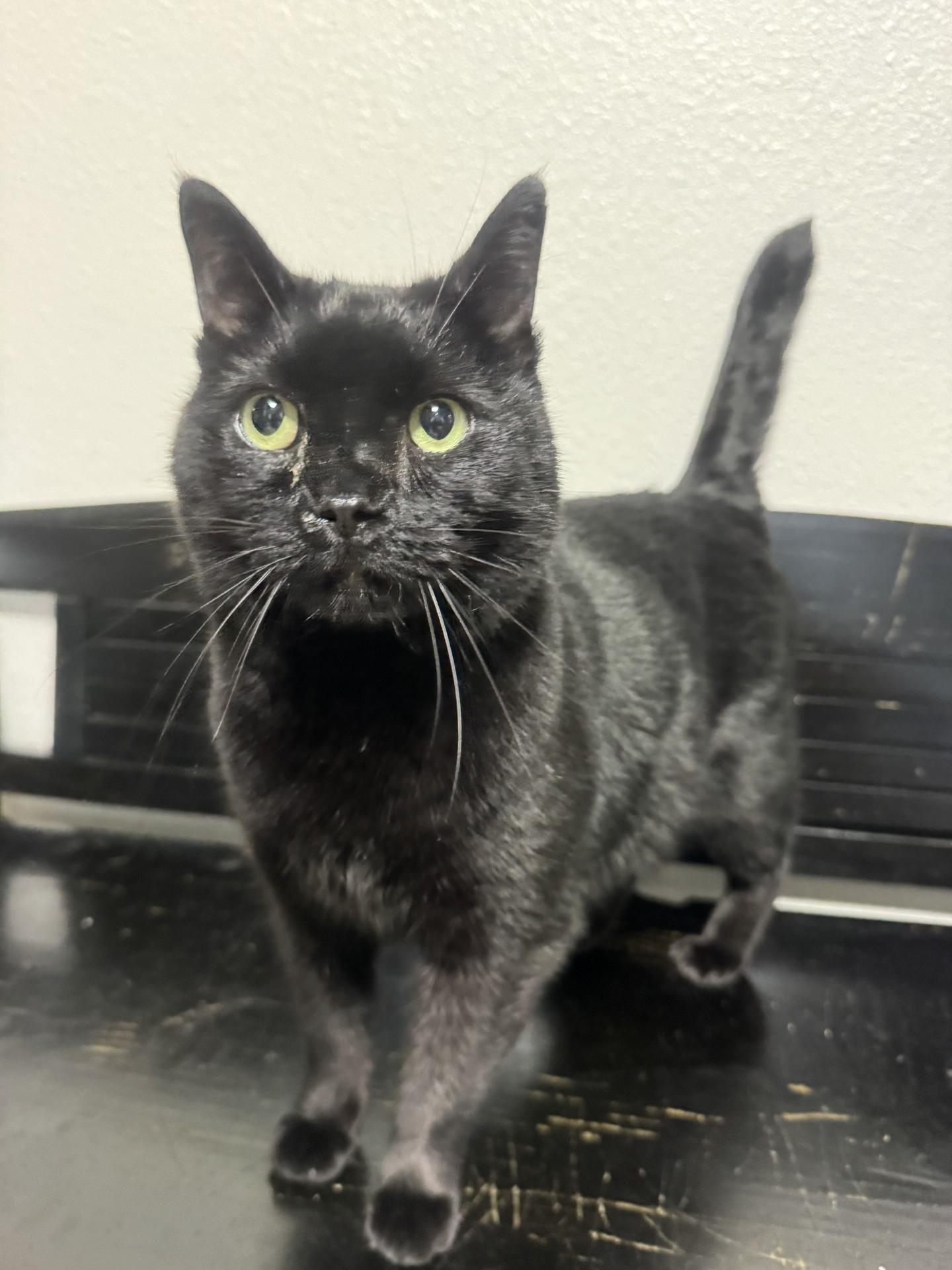 Enlarge Onyx, a ADOPTABLE mixed breed in Newport, OR image 2/2