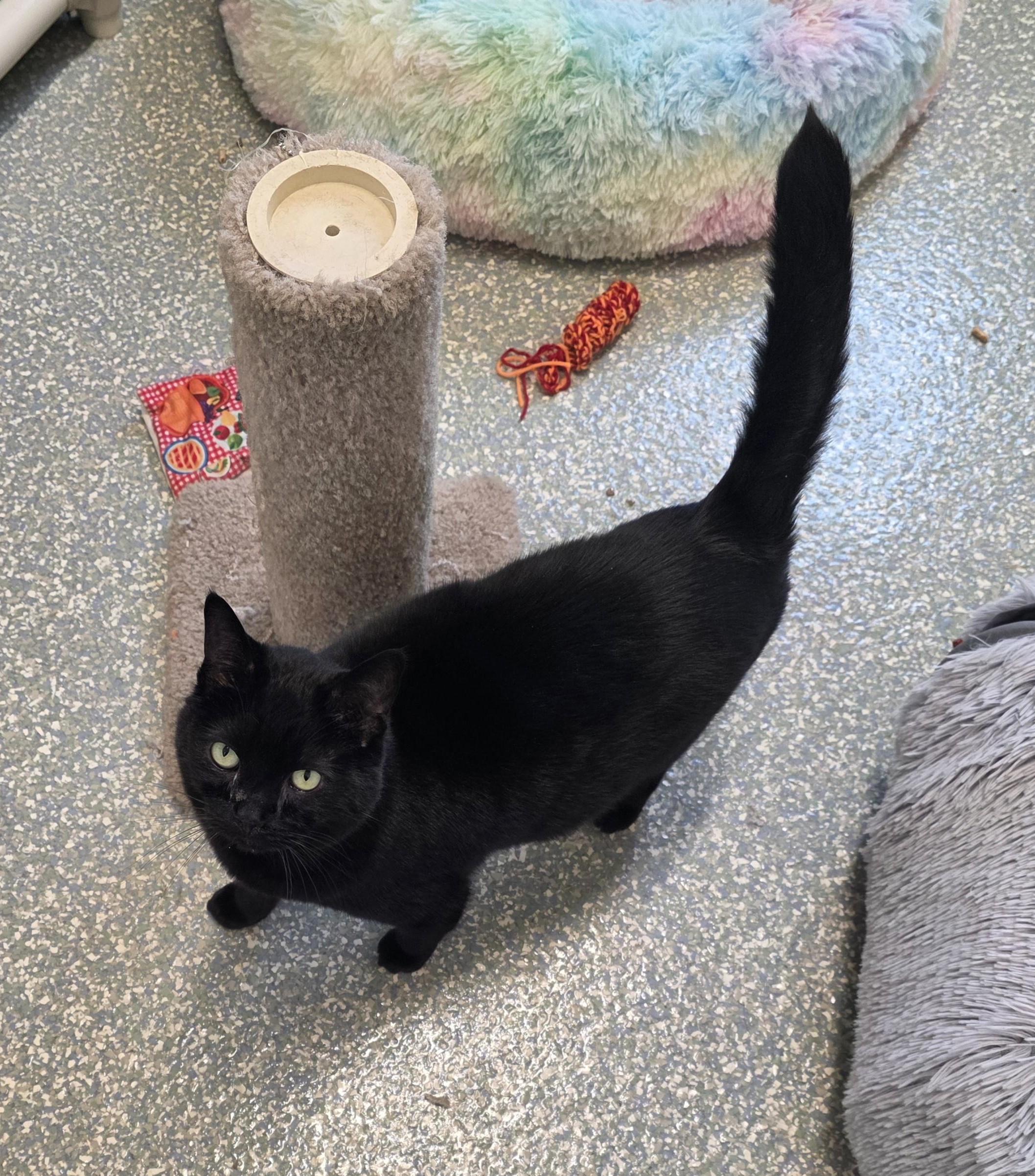 Enlarge Onyx, a ADOPTABLE mixed breed in Newport, OR image 1/2