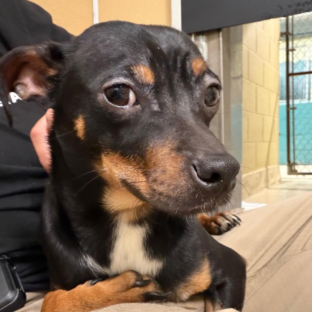 Waffles, Adoptable, Young Male Chihuahua & Miniature Dachshund.