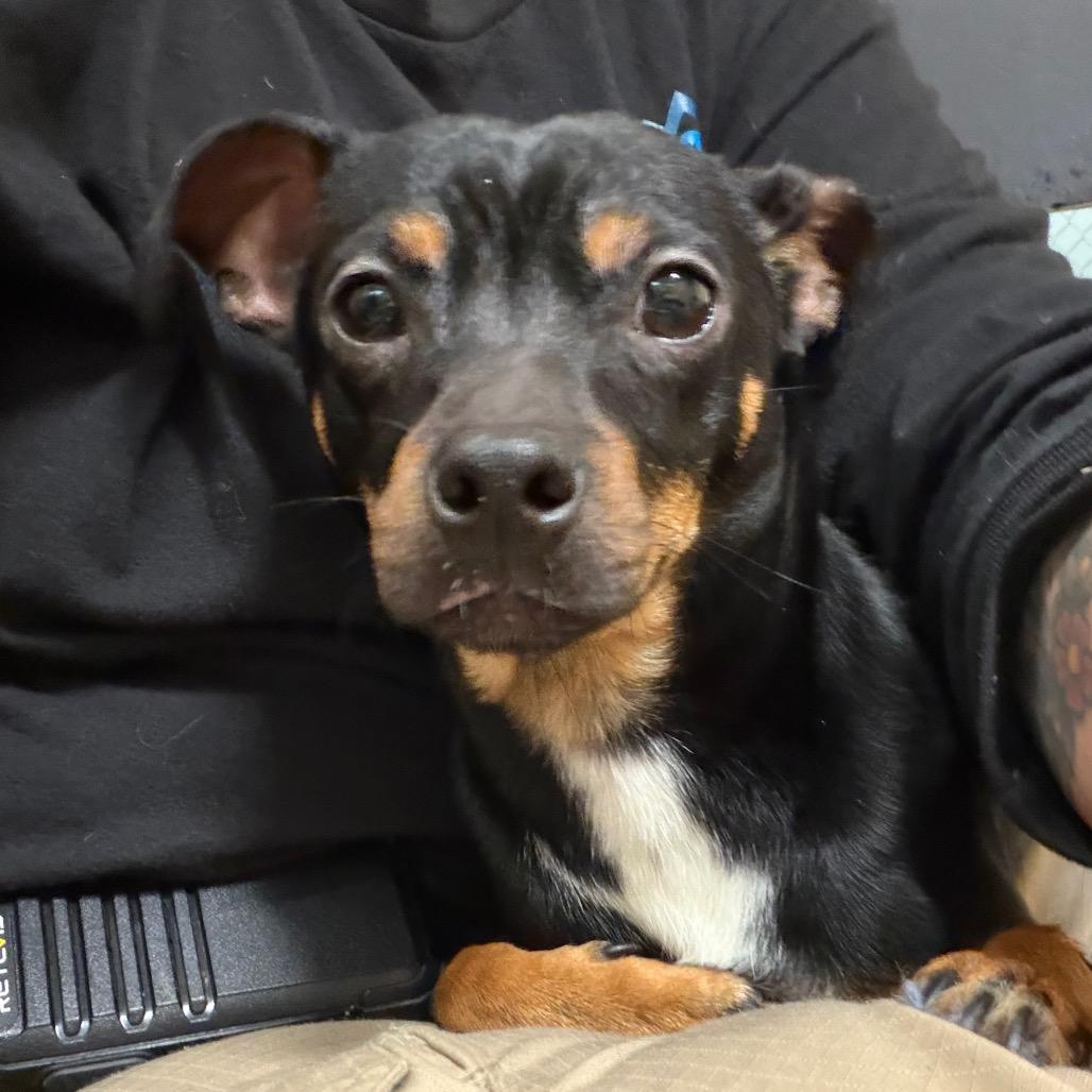 Enlarge Waffles, a Adoptable mixed breed in Mount Shasta, CA image 5/5
