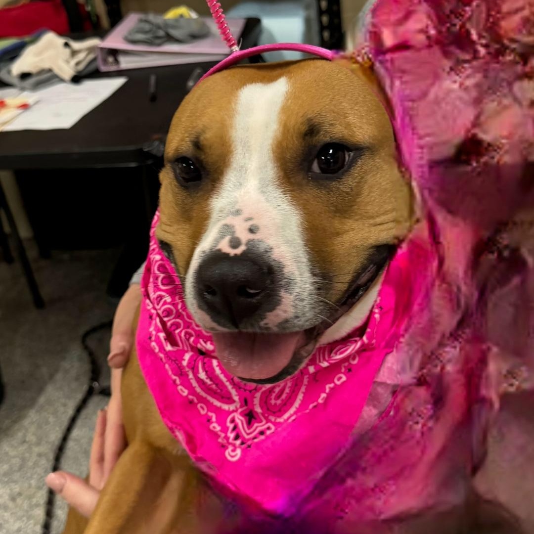 Jules, Young Female Mixed Breed
