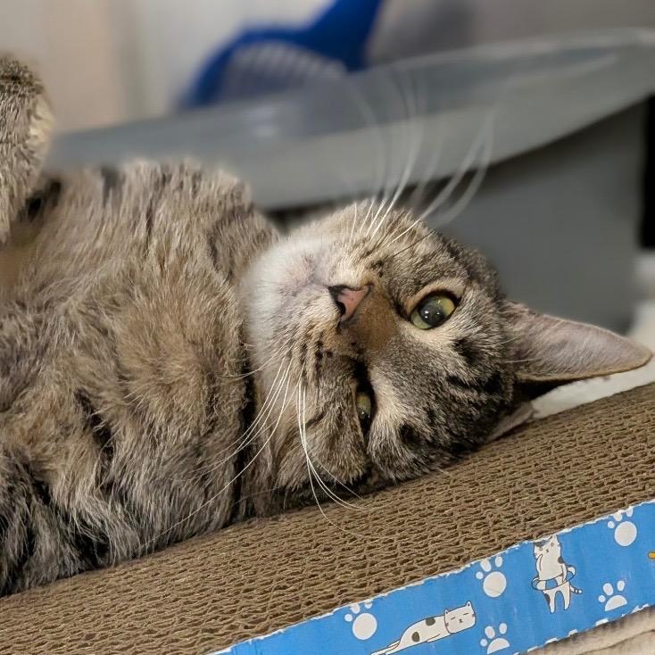 Enlarge BELEVEDERE, a Adoptable mixed breed in Battle Creek, MI image 1/2
