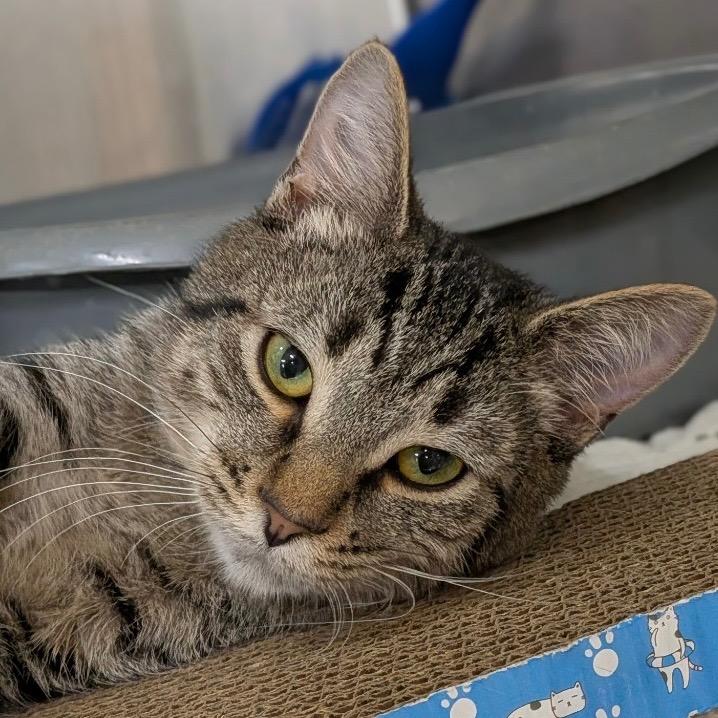 Enlarge BELEVEDERE, a Adoptable mixed breed in Battle Creek, MI image 2/2