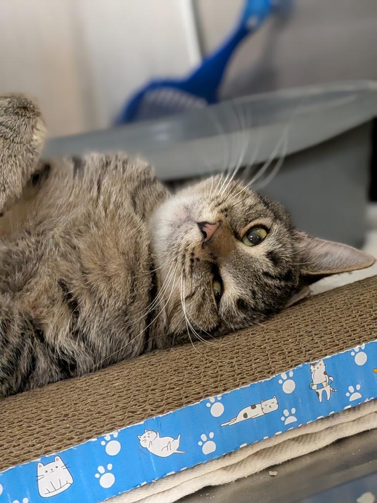 BELEVEDERE — thumbnail 2