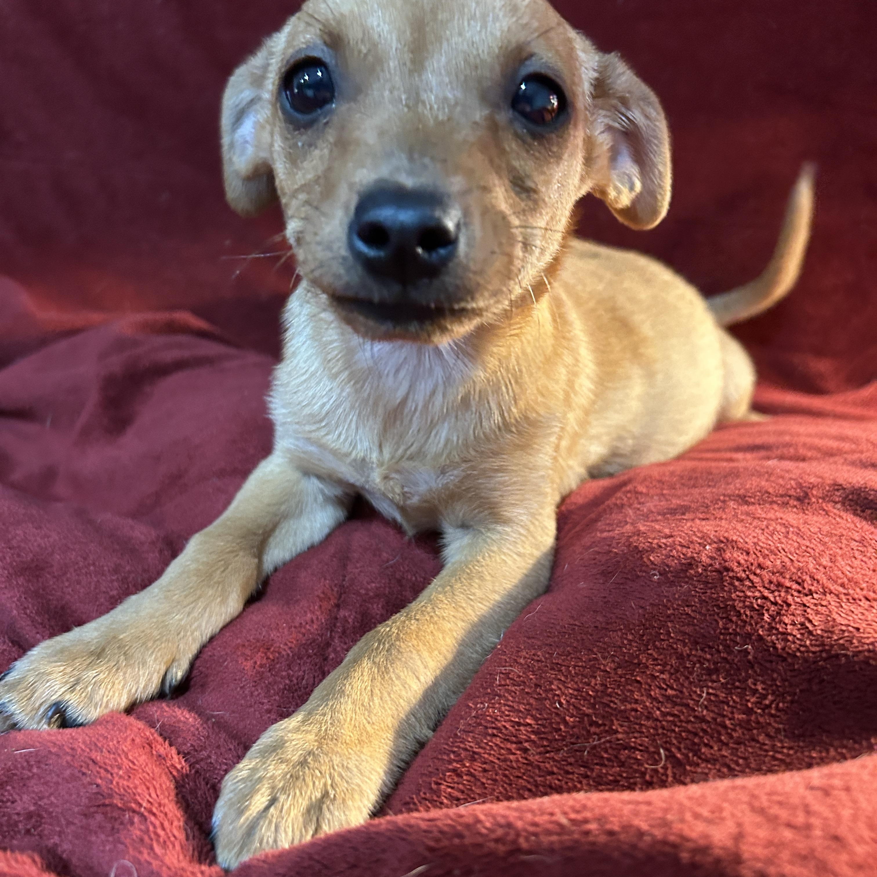 Billy, adoptable, Puppy Male Chihuahua & Dachshund.
