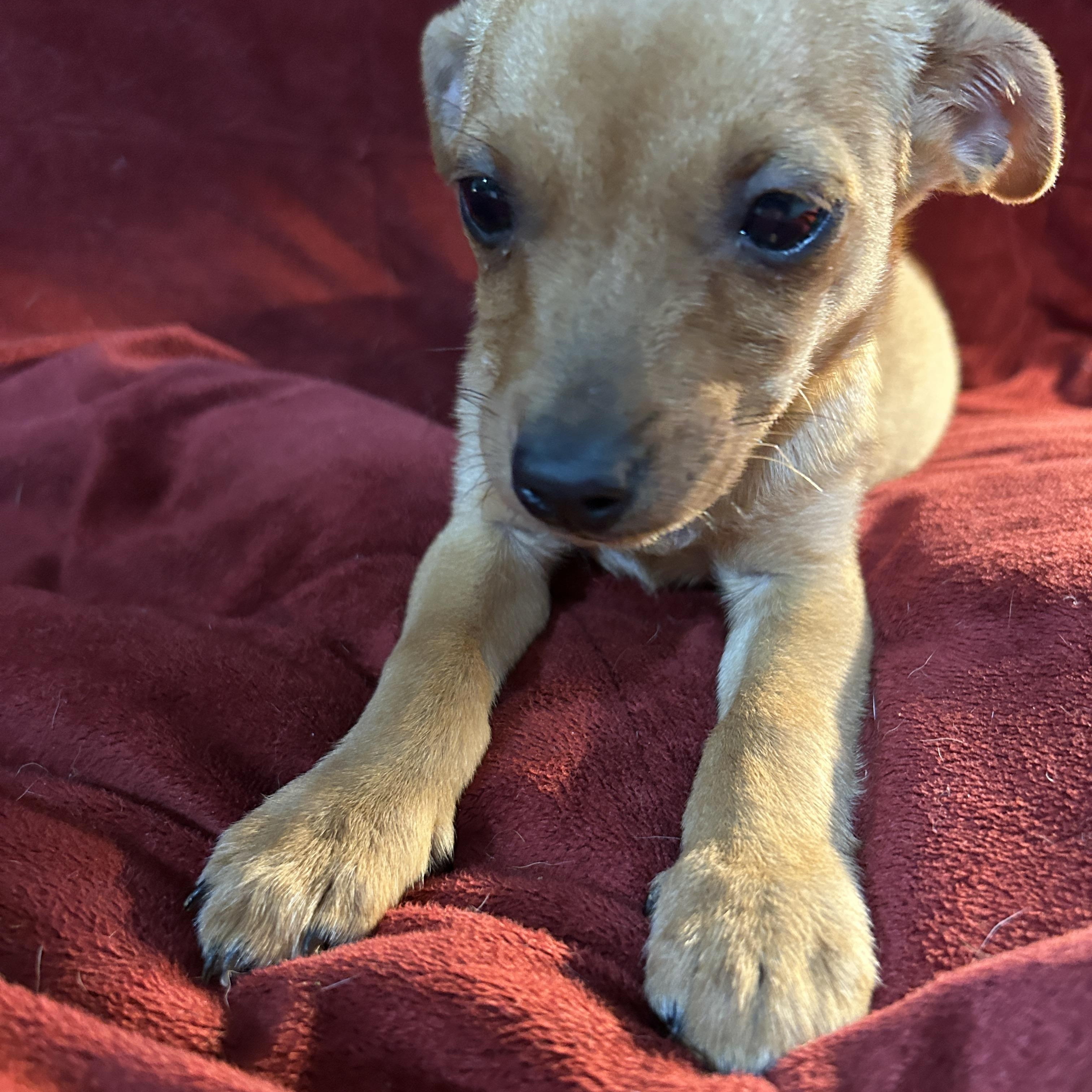 Enlarge Billy, a Adoptable mixed breed in Sarasota, FL image 5/5