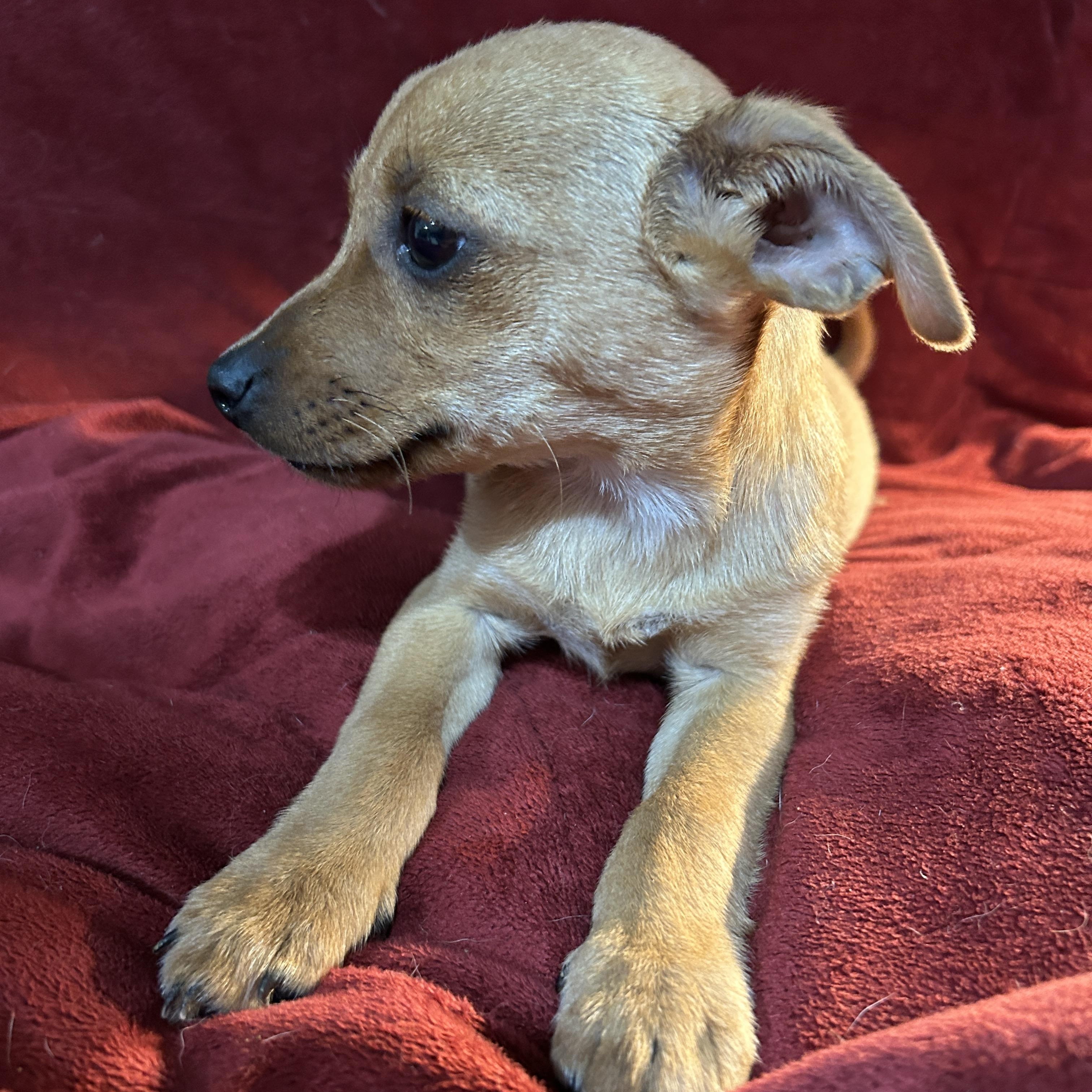 Enlarge Billy, a Adoptable mixed breed in Sarasota, FL image 4/5