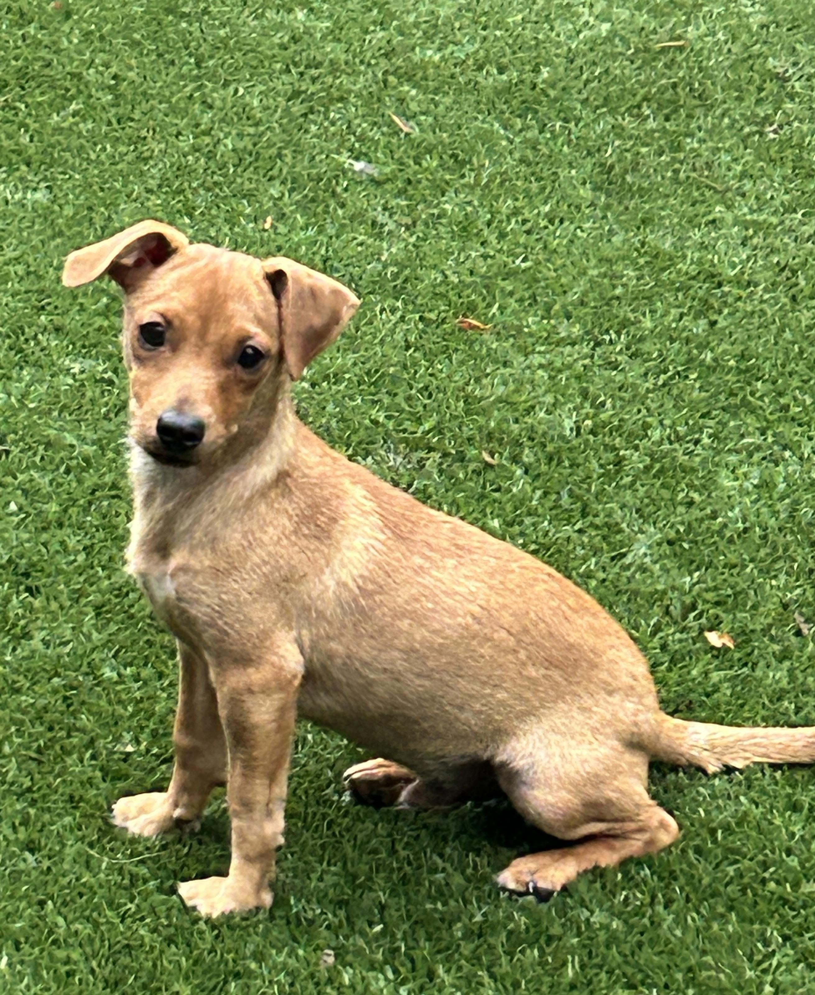 Enlarge Billy, an adoptable mixed breed in Sarasota, FL image 3/6