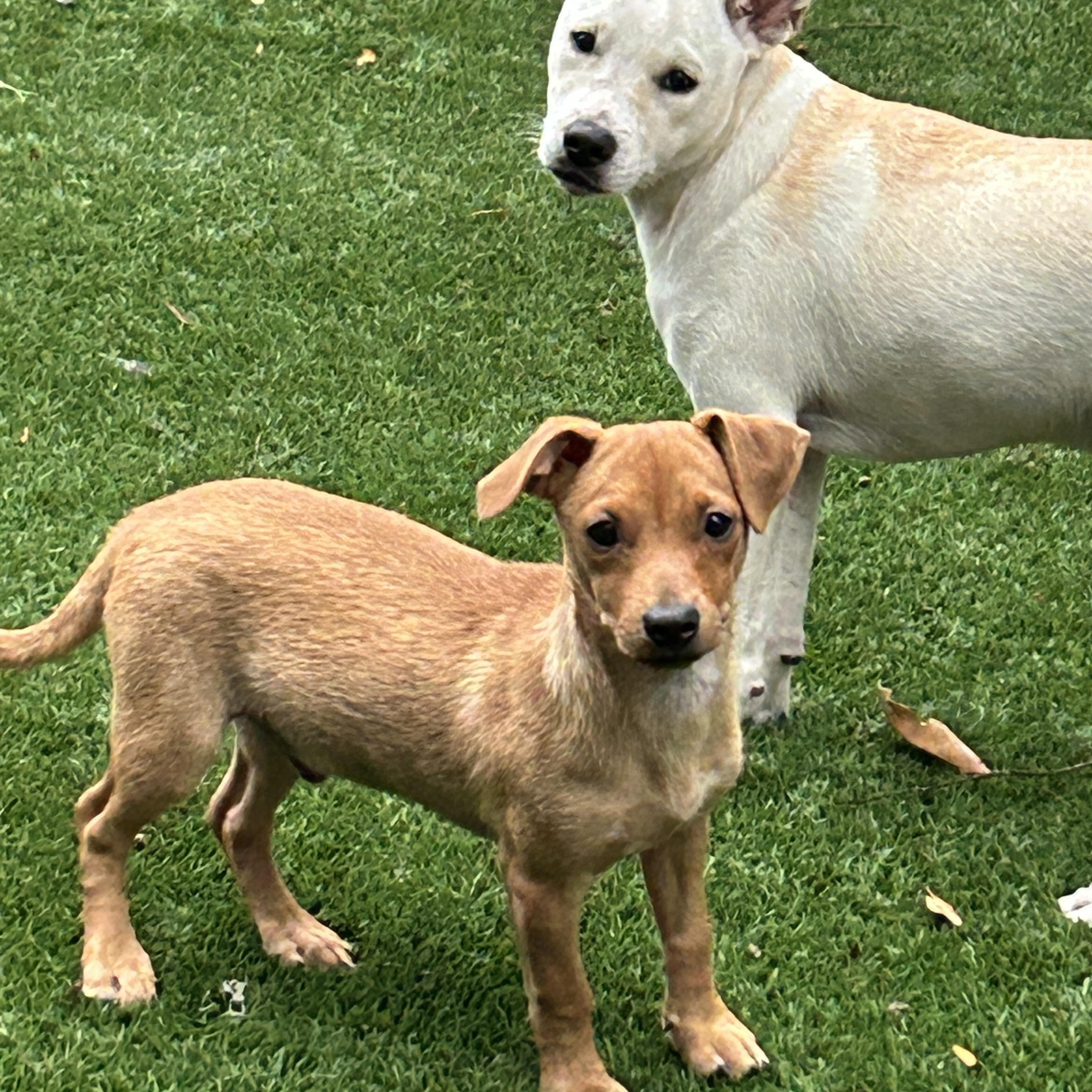 Enlarge Billy, an adoptable mixed breed in Sarasota, FL image 4/6