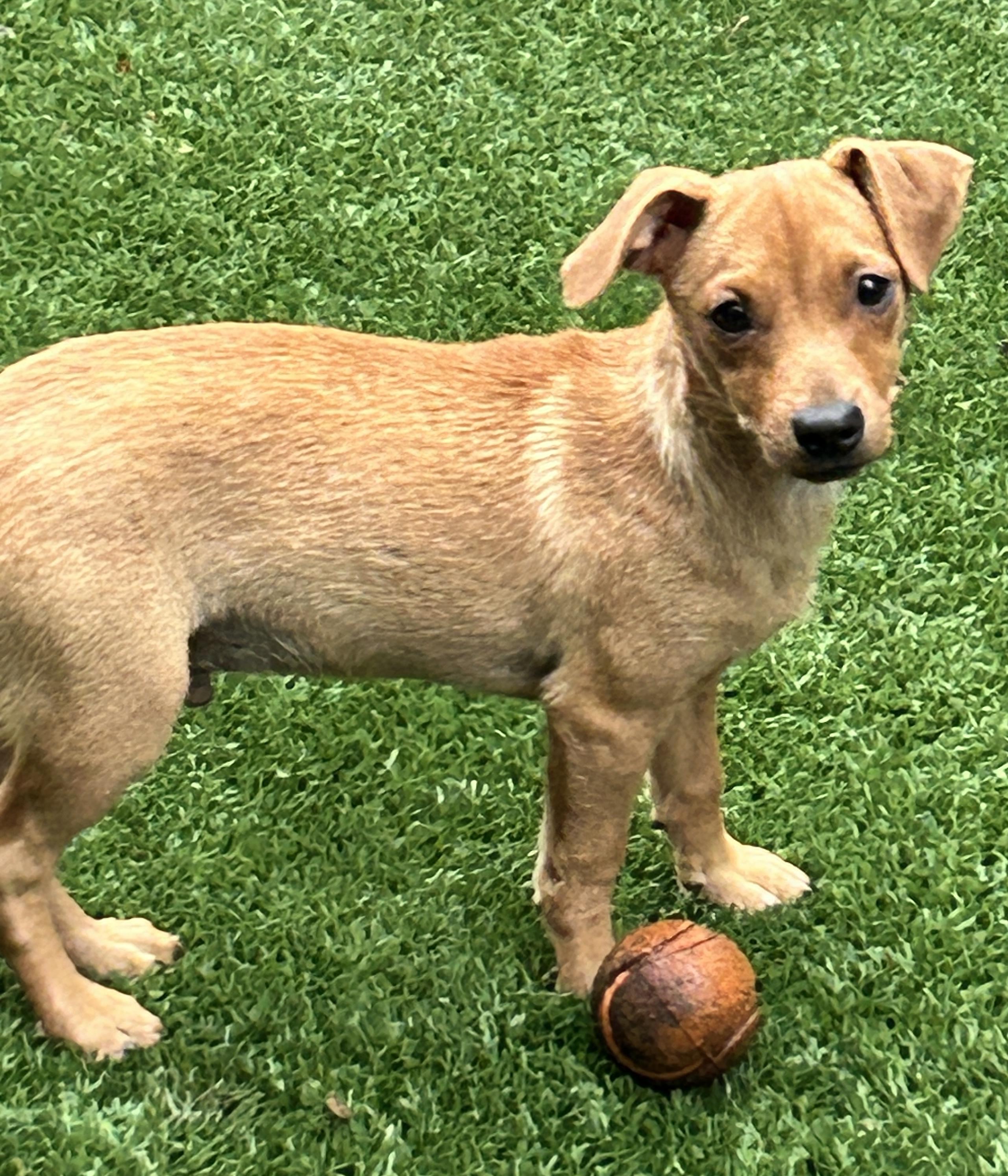 Enlarge Billy, an adoptable mixed breed in Sarasota, FL image 6/6