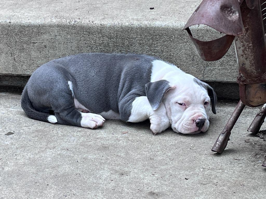 June Carter Cash, Adoptable, Puppy Female Pit Bull Terrier.