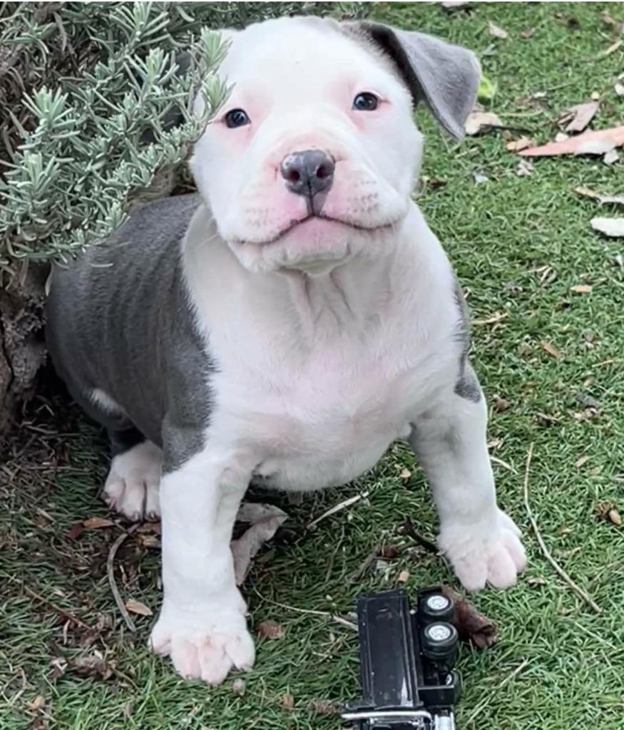 June Carter Cash, a Adoptable Pit Bull Terrier in El Cajon, CA image 2/6