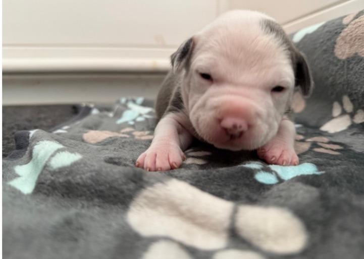 June Carter Cash, a Adoptable Pit Bull Terrier in El Cajon, CA image 3/6