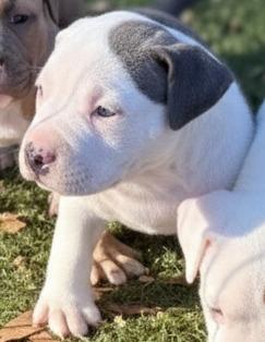 June Carter Cash, a Adoptable Pit Bull Terrier in El Cajon, CA image 4/6