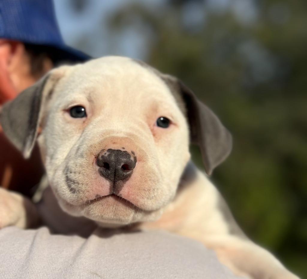 June Carter Cash, a Adoptable Pit Bull Terrier in El Cajon, CA image 5/6