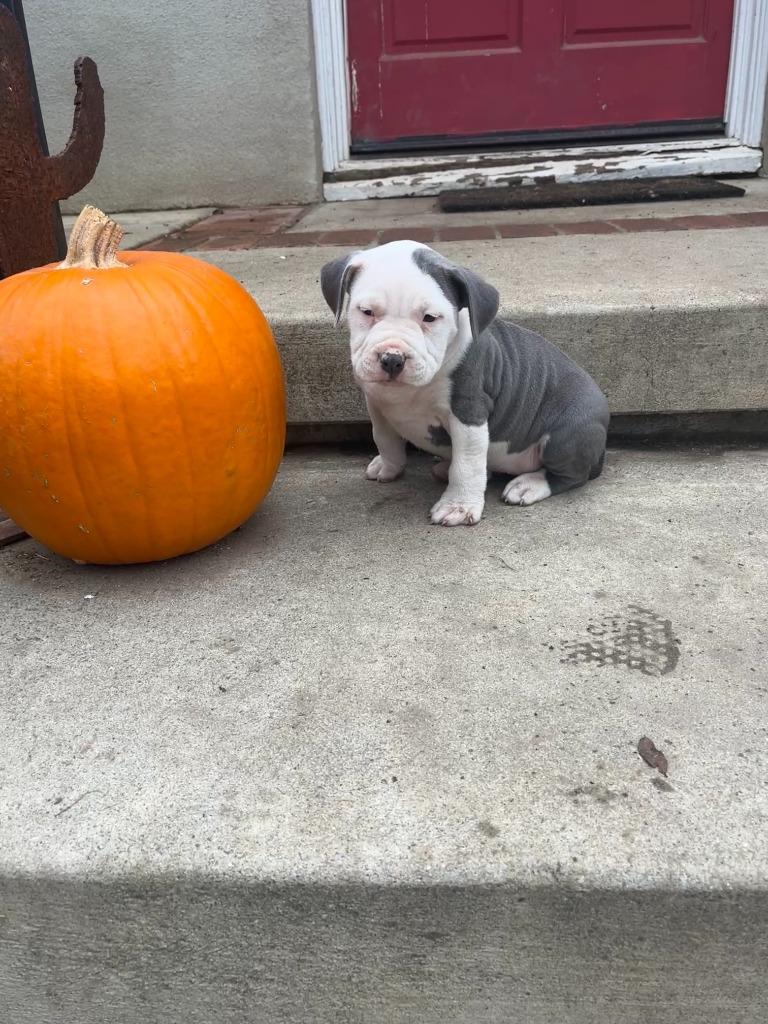 June Carter Cash, a Adoptable Pit Bull Terrier in El Cajon, CA image 6/6