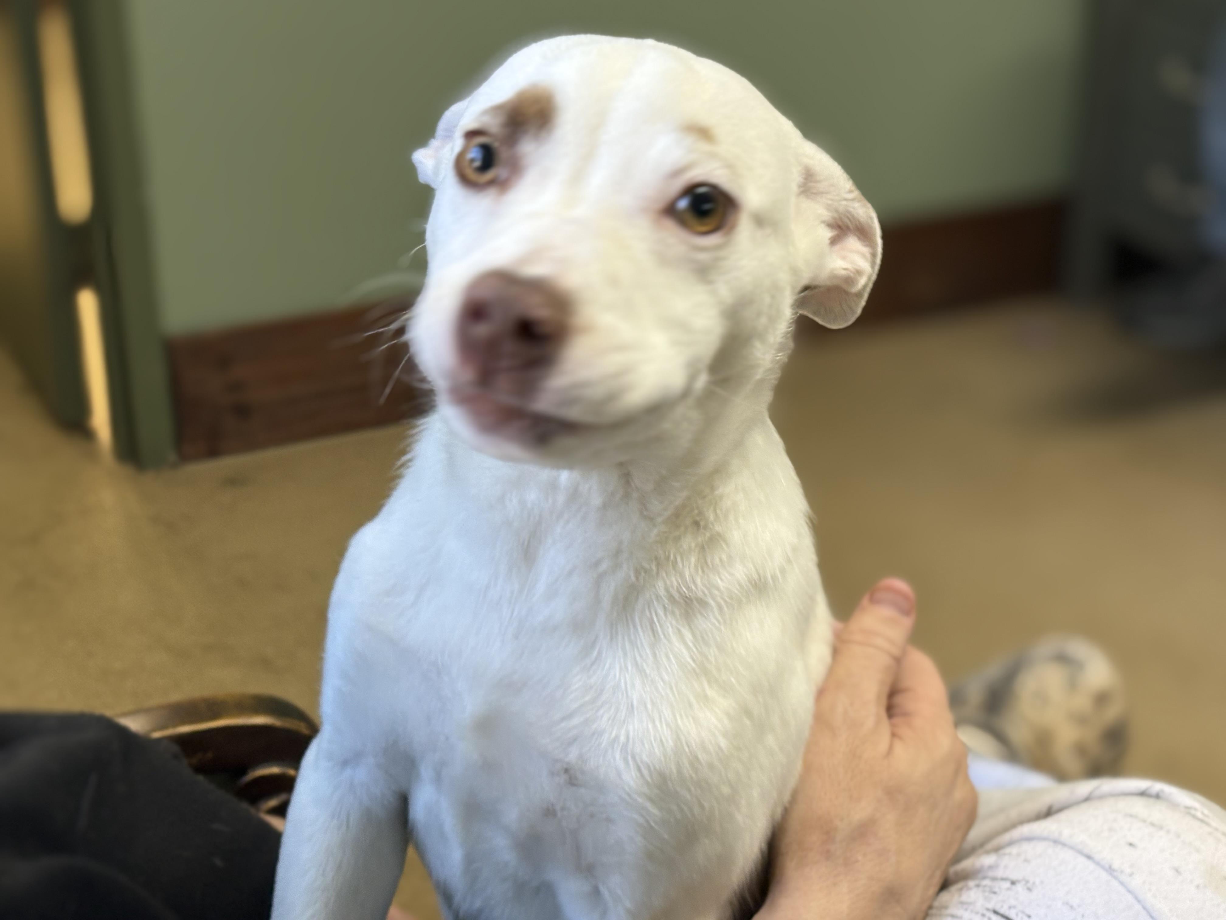 DOTTIE, adopted, Puppy Female Mixed Breed.