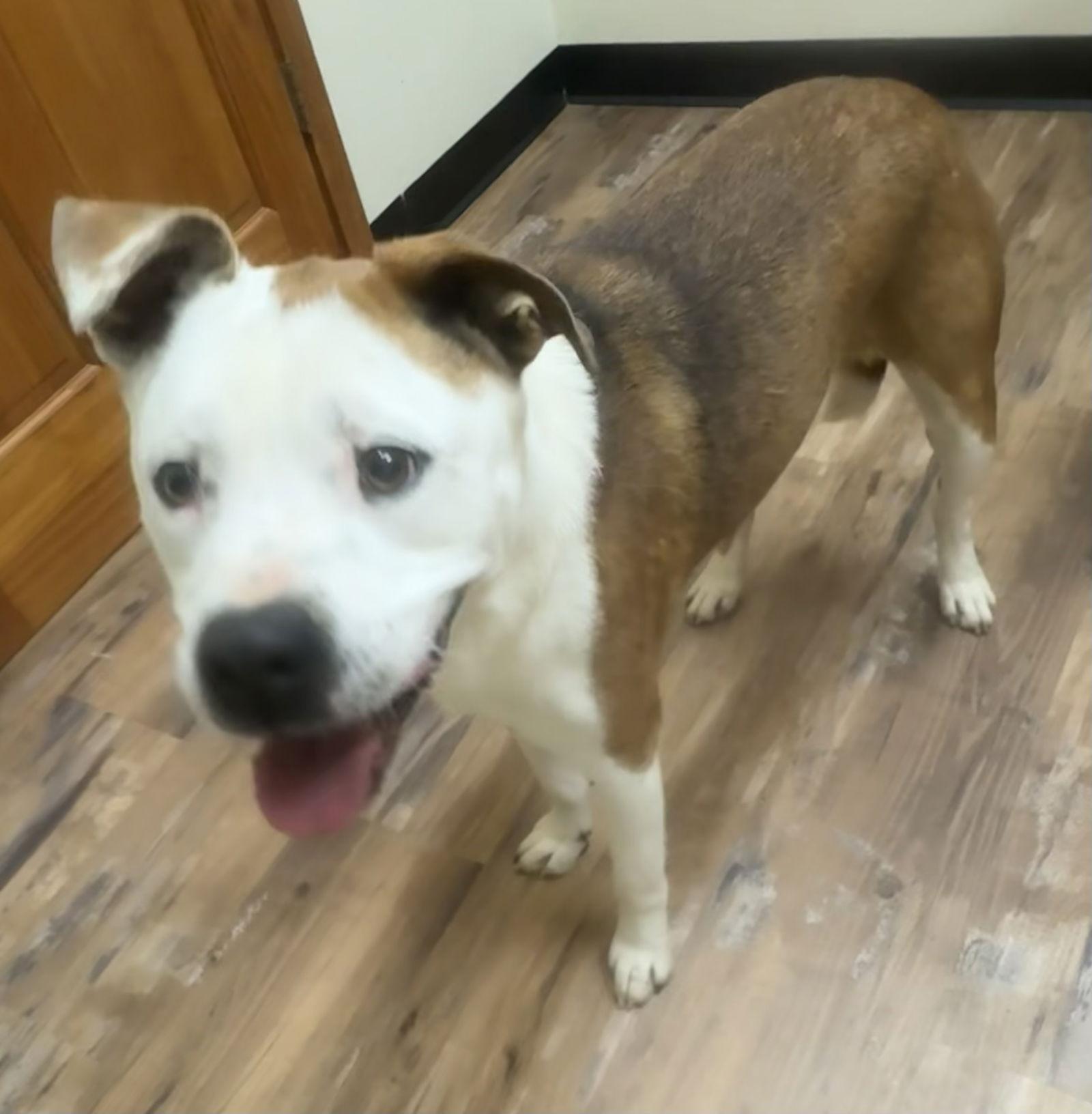 Eller, Adoptable, Young Male Labrador Retriever & American Bulldog.