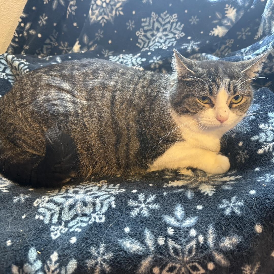 Enlarge Grace, a ADOPTABLE Domestic Short Hair in Richmond Dale, OH image 1/2