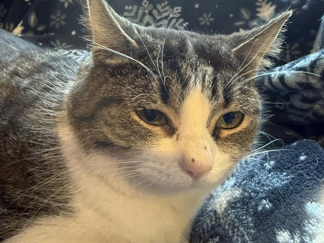 Enlarge Grace, a ADOPTABLE Domestic Short Hair in Richmond Dale, OH image 2/2