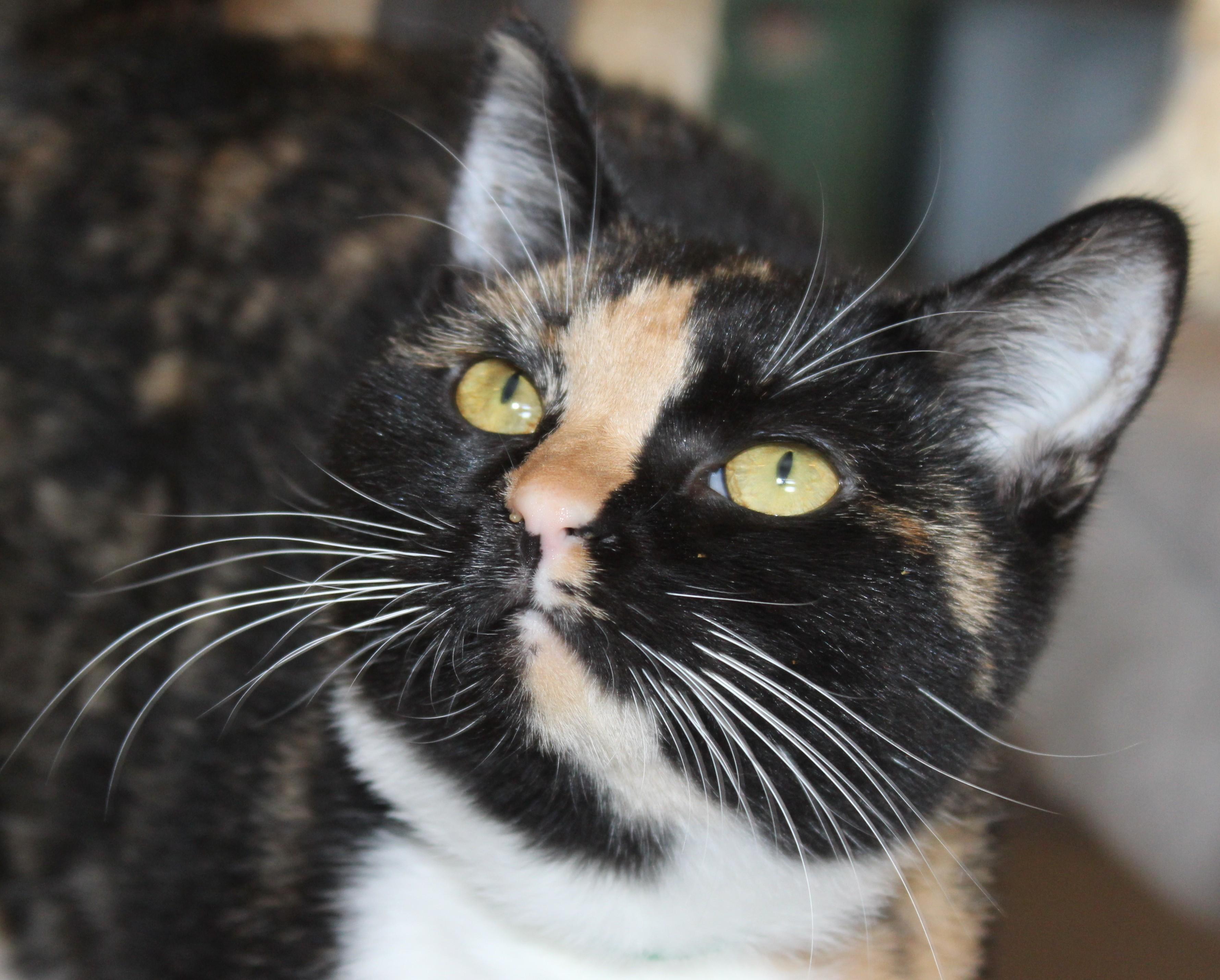 Bobbi, Adoptable, Kitten Female Domestic Short Hair.