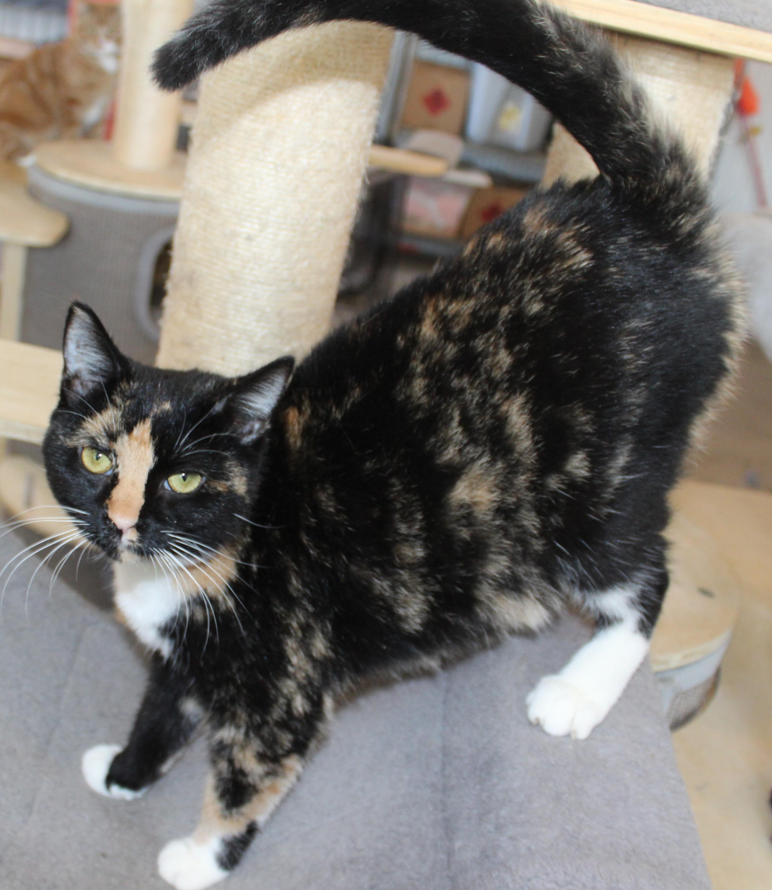Bobbi, Adoptable, Kitten Female Domestic Short Hair.