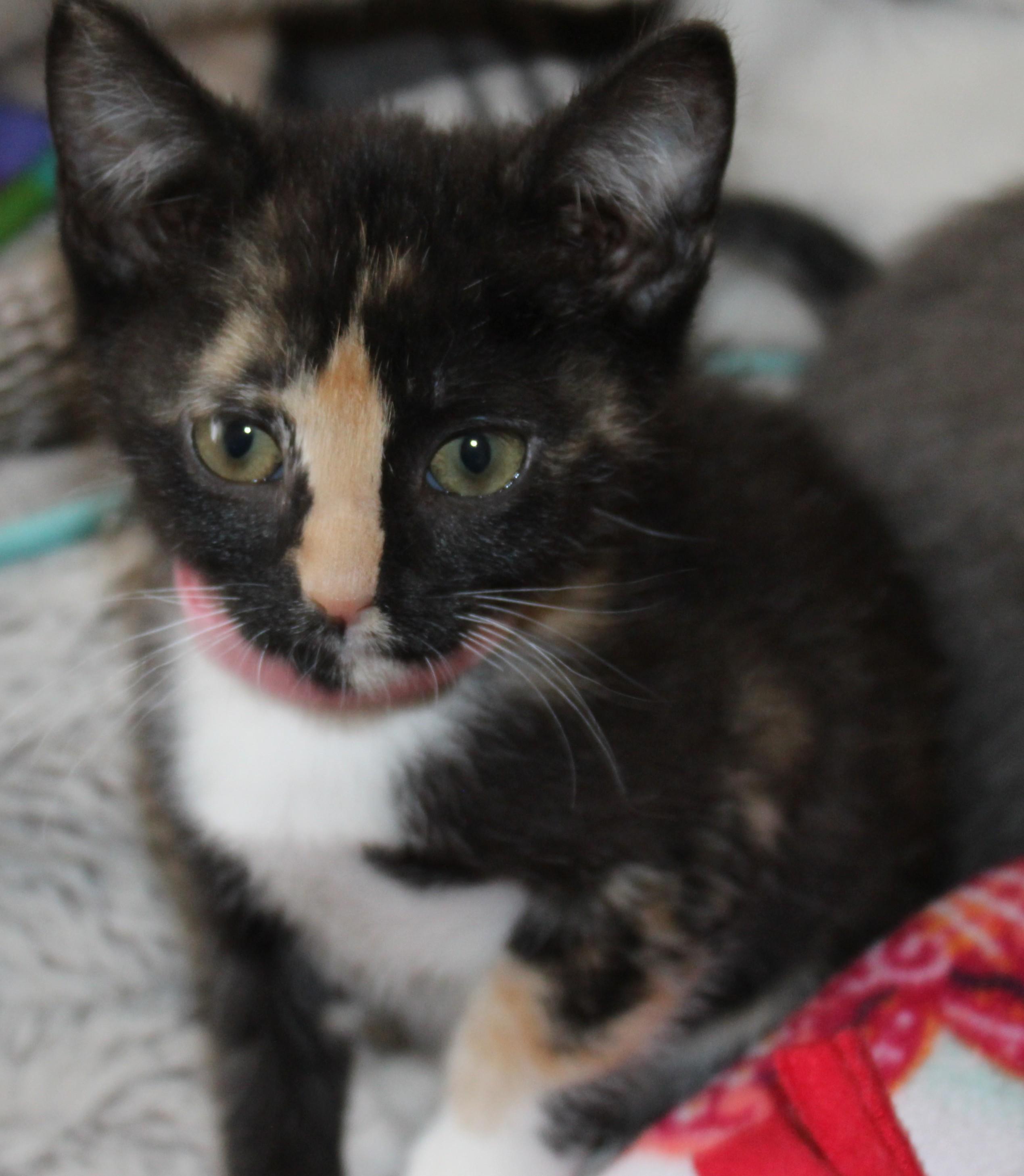 Enlarge Bobbi, a Adoptable mixed breed in Huron, SD image 3/4