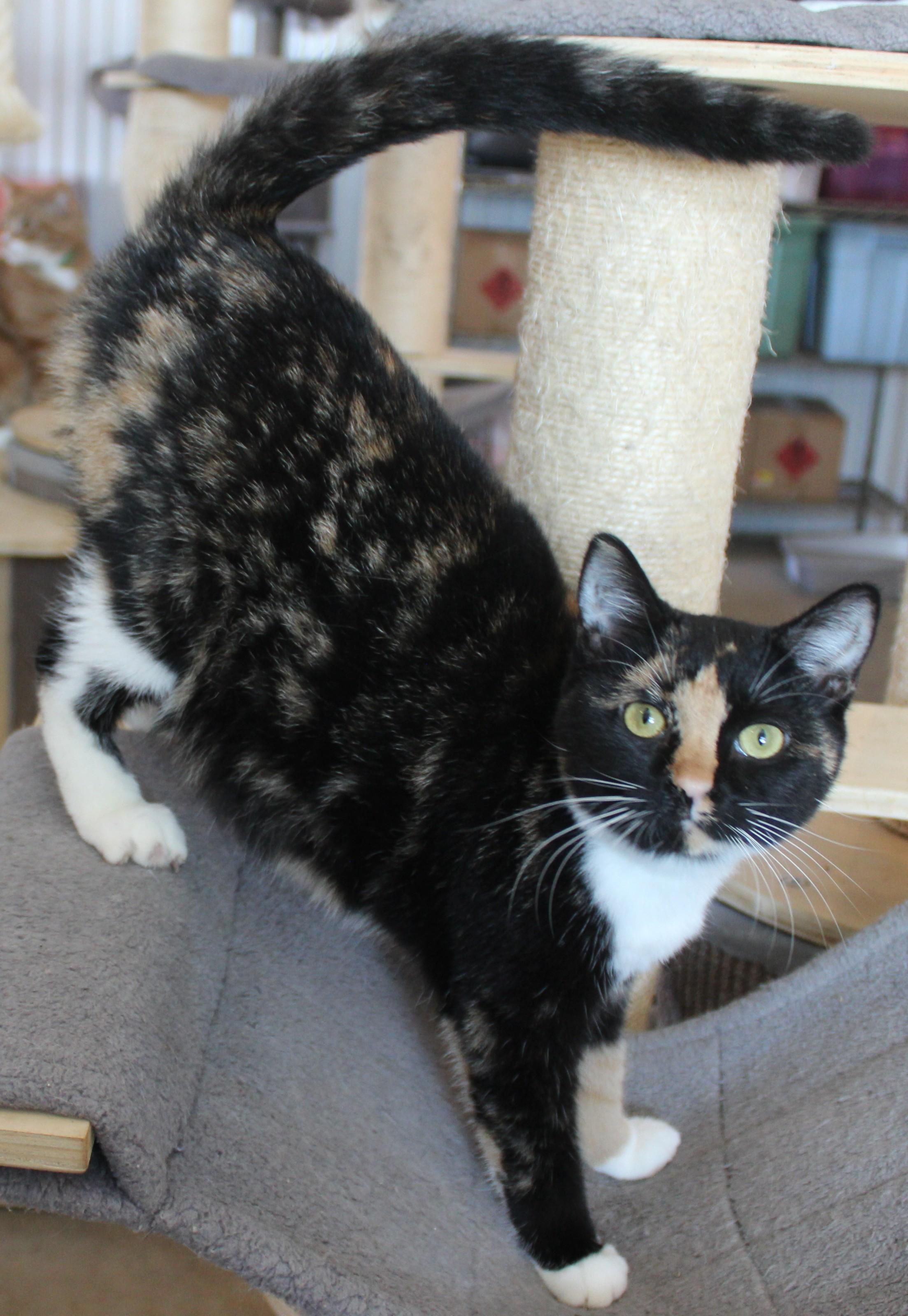 Enlarge Bobbi, a Adoptable mixed breed in Huron, SD image 4/4