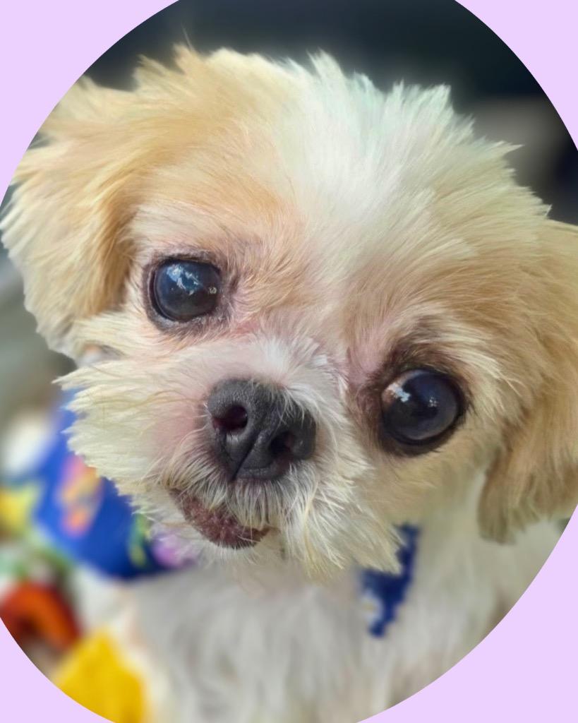 Norepinephrine (Nori), Adoptable, Senior Female Shih Tzu.
