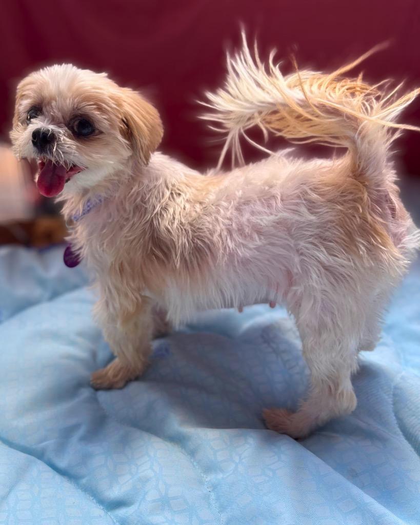Enlarge Norepinephrine (Nori), a Adoptable Shih Tzu in Bryan, TX image 2/6