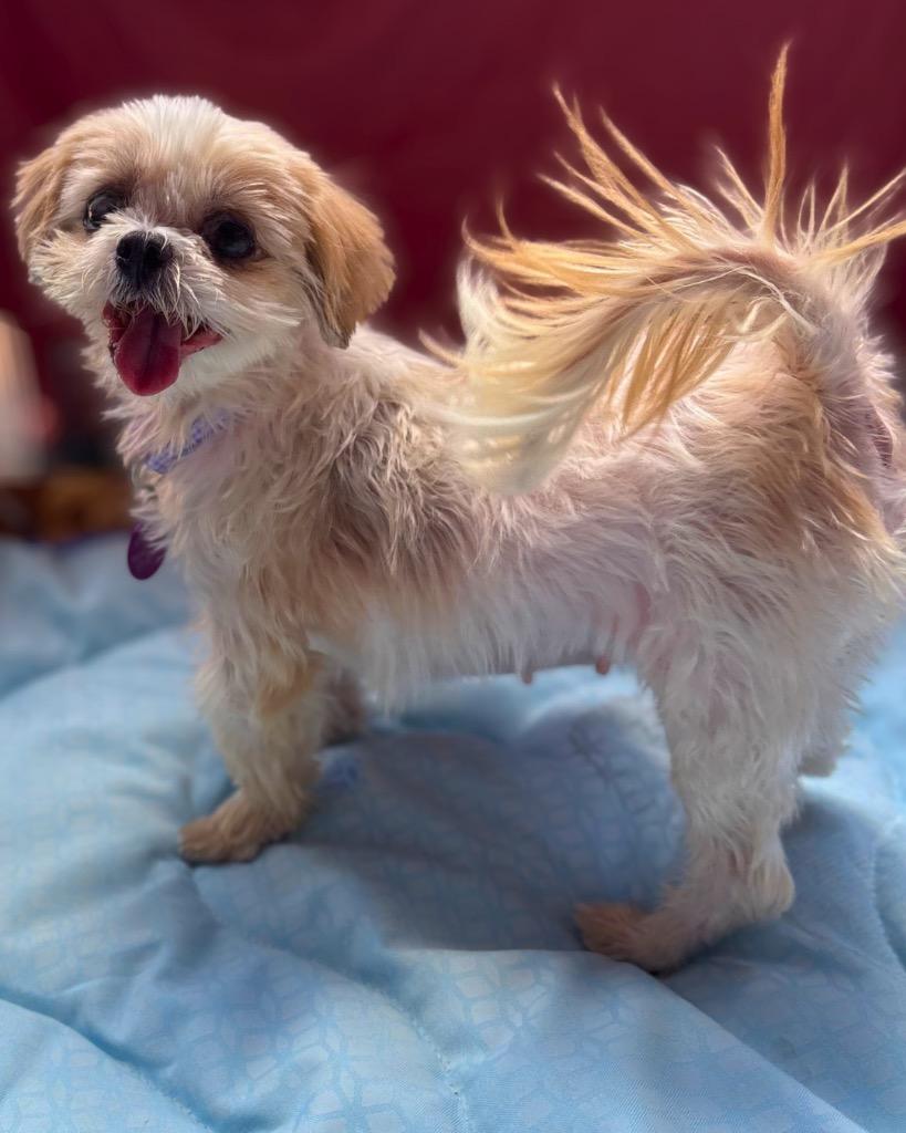 Enlarge Norepinephrine (Nori), a Adoptable Shih Tzu in Bryan, TX image 3/6