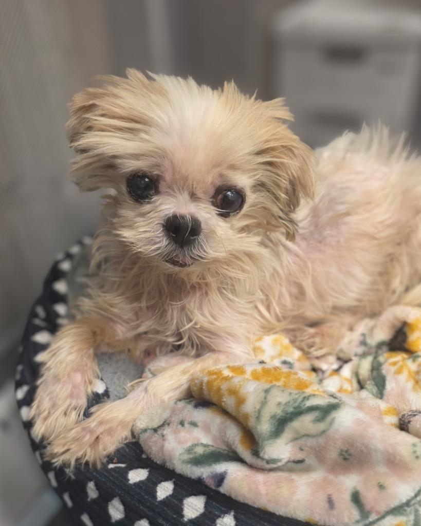 Enlarge Norepinephrine (Nori), a Adoptable Shih Tzu in Bryan, TX image 4/6