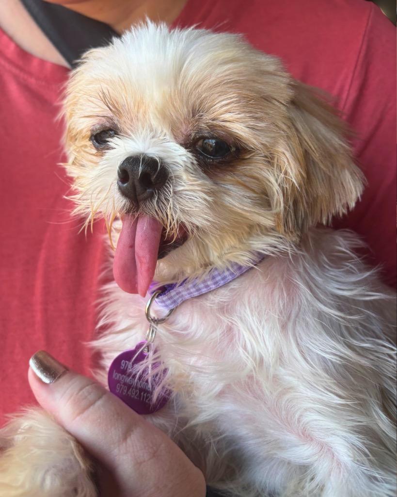 Enlarge Norepinephrine (Nori), a Adoptable Shih Tzu in Bryan, TX image 5/6