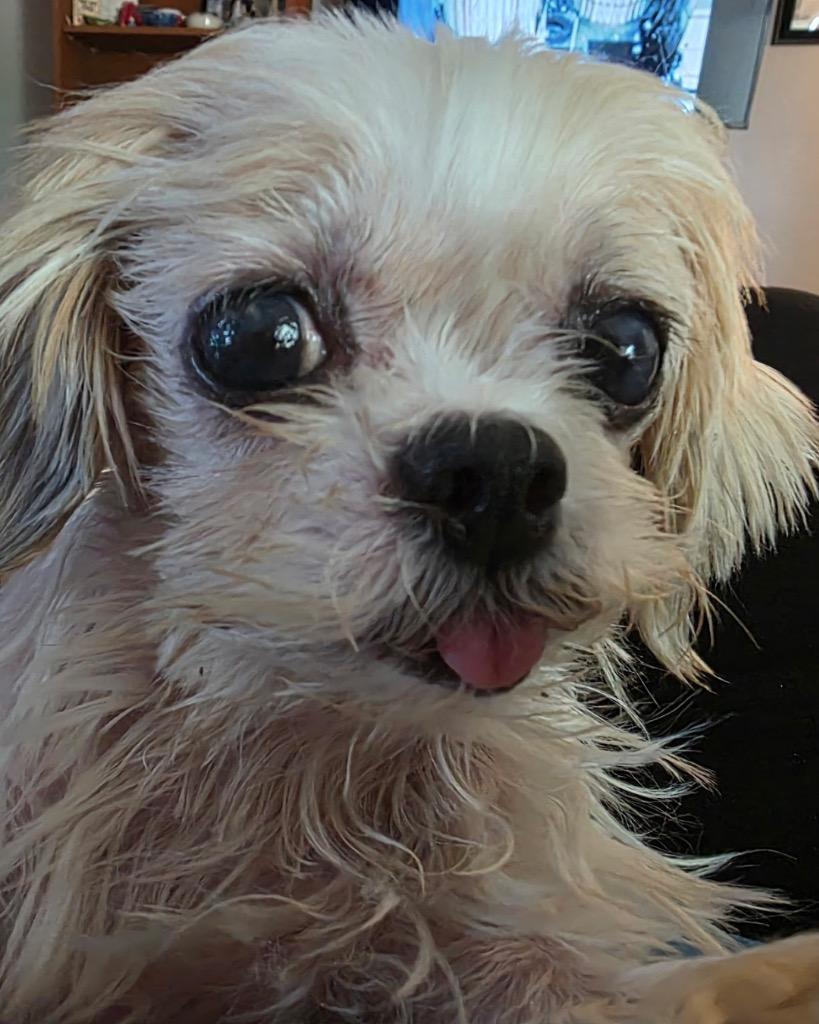 Enlarge Norepinephrine (Nori), a Adoptable Shih Tzu in Bryan, TX image 6/6