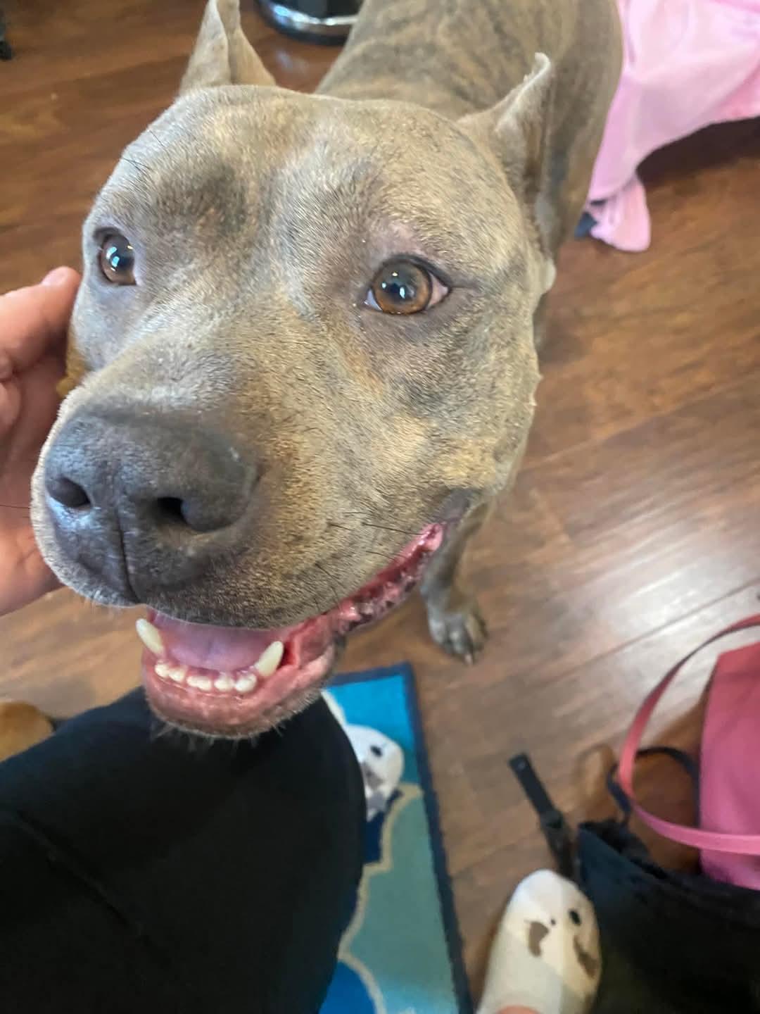 Toby, a Adoptable Pit Bull Terrier in Memphis, TN image 1/4