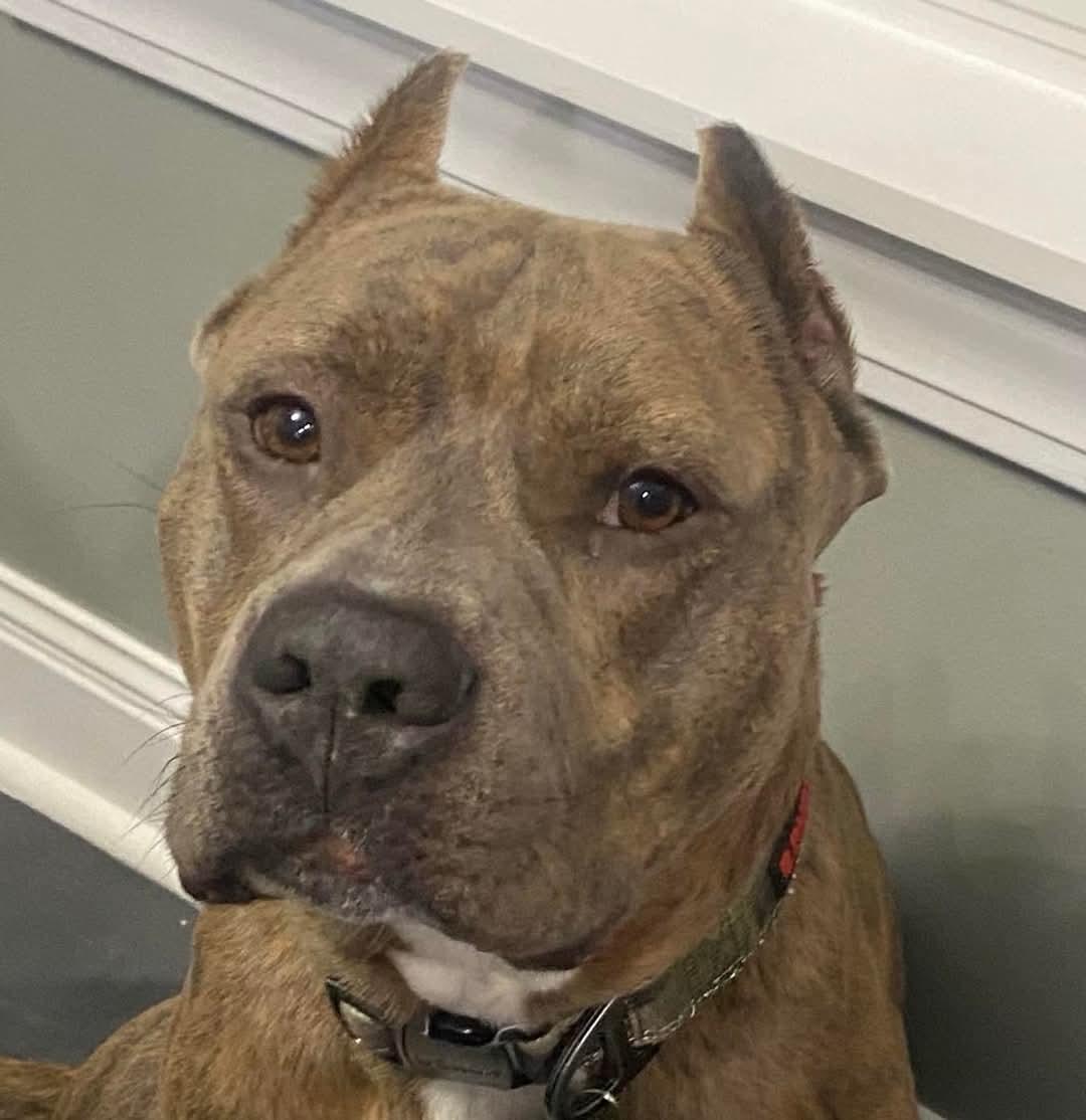 Toby, Adoptable, Adult Male Pit Bull Terrier.