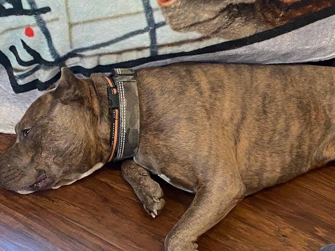 Toby, Adoptable, Adult Male Pit Bull Terrier.