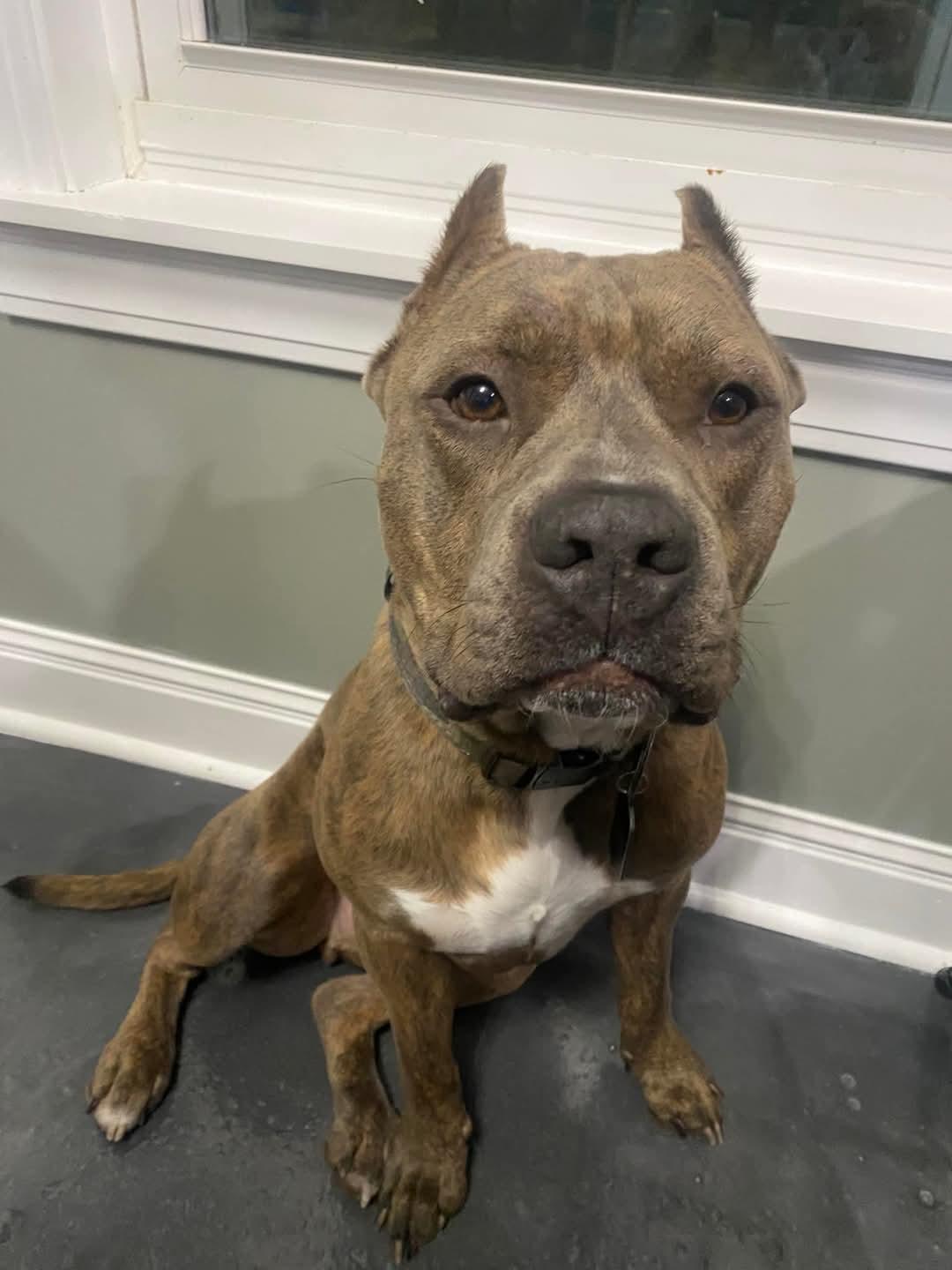 Toby, a Adoptable Pit Bull Terrier in Memphis, TN image 4/4