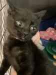 Stella, ADOPTABLE, Kitten Female Domestic Short Hair.