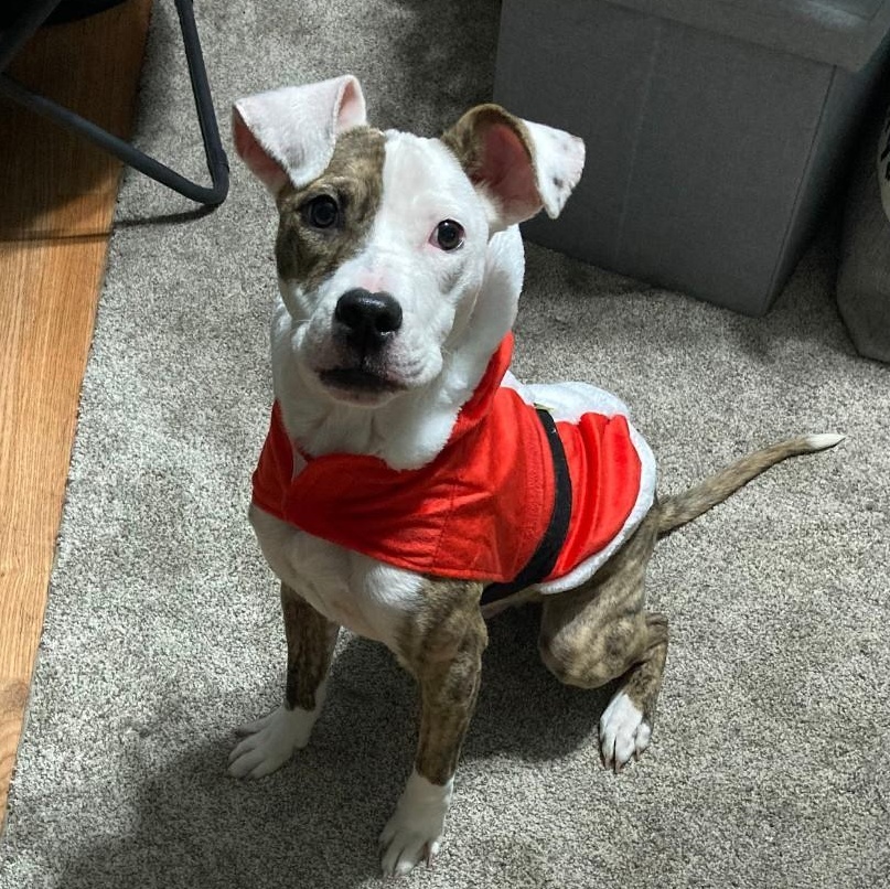 Frog Courtesy Listing, Adoptable, Young Male Mixed Breed.