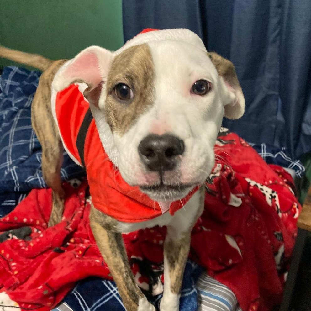 Enlarge Frog Courtesy Listing, a Adoptable Mixed Breed in Midland, MI image 5/5