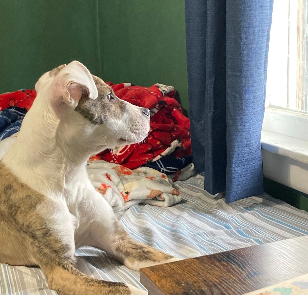 Enlarge Frog Courtesy Listing, a Adoptable Mixed Breed in Midland, MI image 3/5