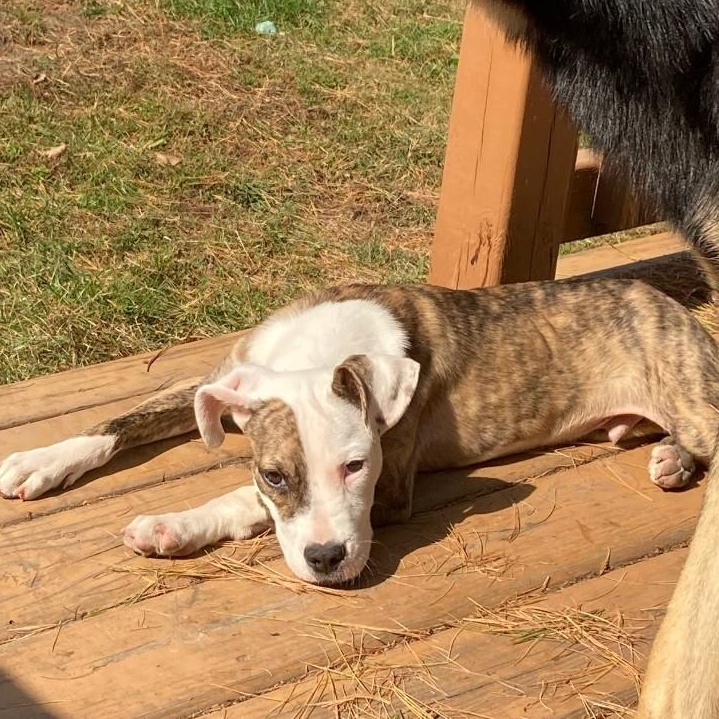 Enlarge Frog Courtesy Listing, a Adoptable Mixed Breed in Midland, MI image 4/5