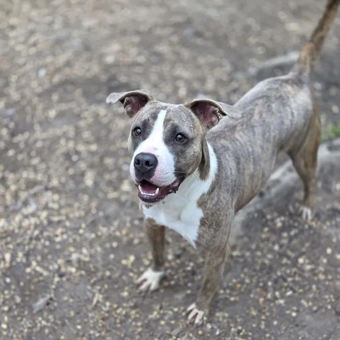 Puddin, Adoptable, Adult Female Pit Bull Terrier.